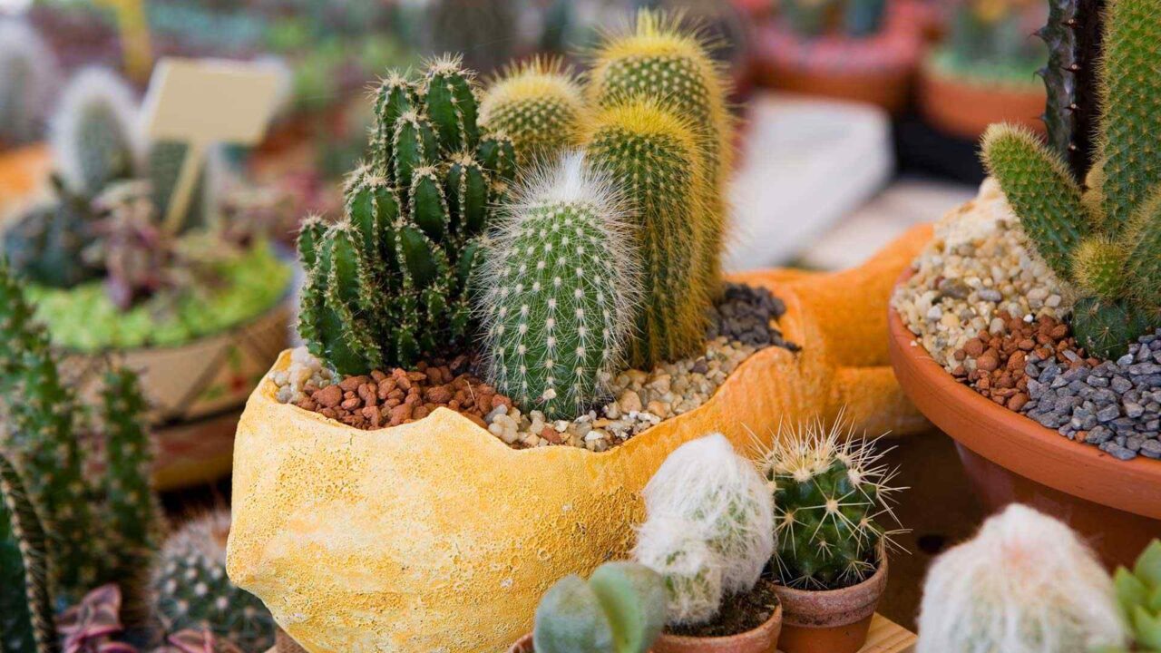 10 ideas de plantación de jardines pequeños que realmente funcionan