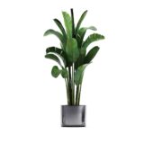Parlour Palm - Imagen 4