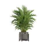 Planta del dinero - Imagen 4