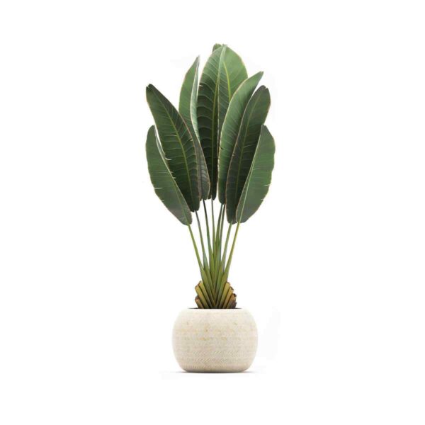 Rubber Plant
