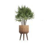 Parlour Palm - Imagen 2