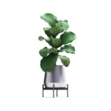 Parlour Palm - Imagen 3
