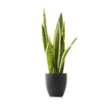 Planta del dinero - Imagen 2
