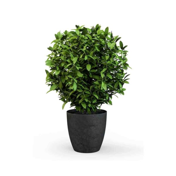 Boston Fern